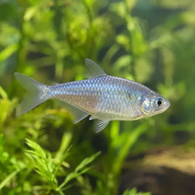 Un pez plateado nadando entre plantas acuáticas