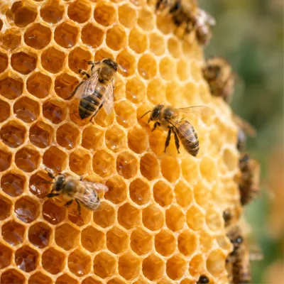 Detalle de un panal de cera con abejas